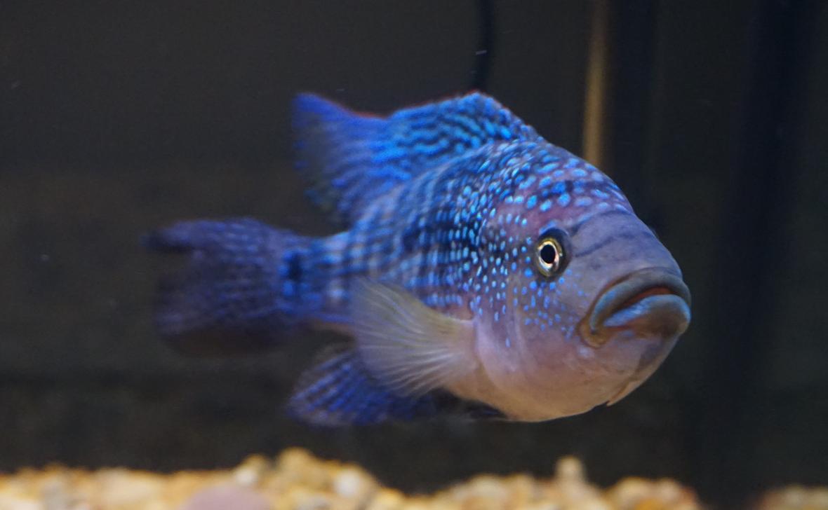 freshwater fish stocking in 75 gallons tank - Jack Dempsey