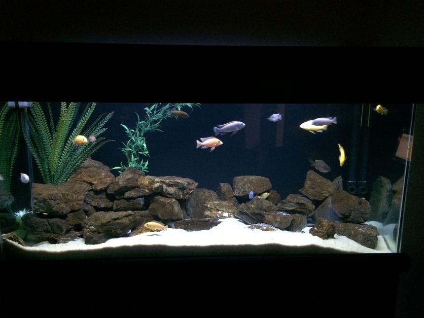 Rated #22: 170 Gallons Freshwater Fish Tank - Malawi Desert "Rock & Sand"