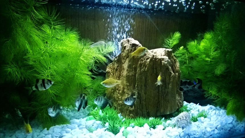 Rated #20: 15 Gallons Freshwater Fish Tank - 1st photo of My little fish tank..