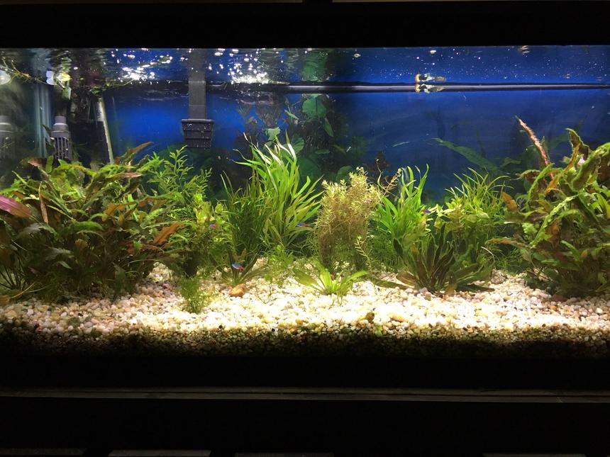 Rated #33: 75 Gallons Planted Tank - 75 Gallon Planted Tank