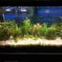 75 gallons planted tank (mostly live plants and fish) - 75 Gallon Planted Tank