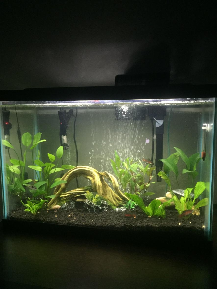 Rated #44: 20 Gallons Planted Tank - 20 gallon planted with loaches, barbs, catfish, and a blue ram