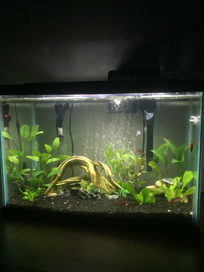 20 gallons planted tank (mostly live plants and fish) - 20 gallon planted with loaches, barbs, catfish, and a blue ram
