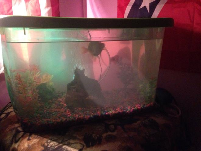 25 gallons freshwater fish tank (mostly fish and non-living decorations) - My homemade fish tank