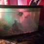 25 gallons freshwater fish tank (mostly fish and non-living decorations) - My homemade fish tank