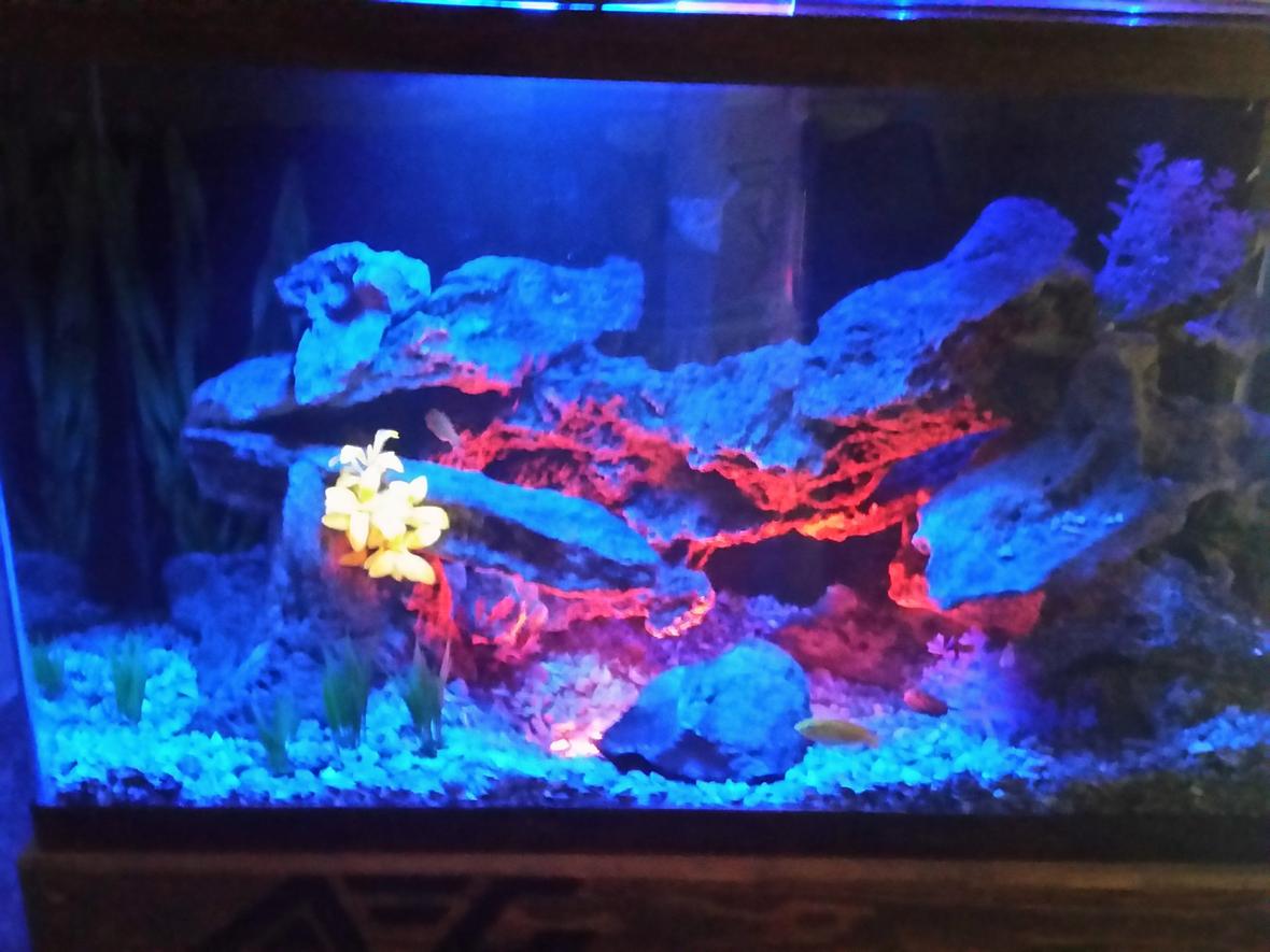 fish tank picture - Additional
