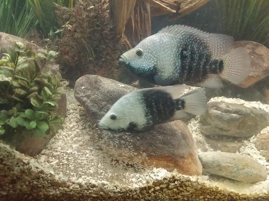Rated #25: Freshwater Fish Stocking In 150 Gallons Tank - Breeding pair of texas cichlids