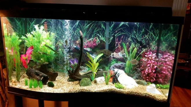 90 gallons freshwater fish tank (mostly fish and non-living decorations) - 90 gallon wave front