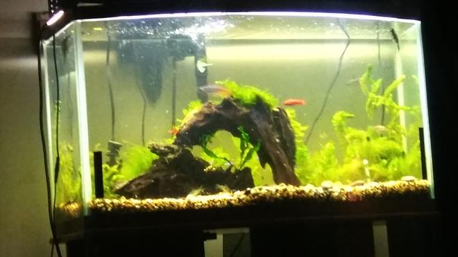 42 gallons planted tank (mostly live plants and fish) - .