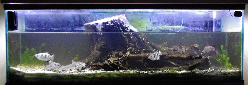 Rated #58: 100 Gallons Freshwater Fish Tank - brackish 100 gallon almost full