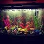 90 gallons freshwater fish tank (mostly fish and non-living decorations) - original setup of 90 gallon
