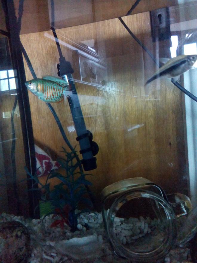 20 gallons freshwater fish tank (mostly fish and non-living decorations) - Blue dwarf Gourami