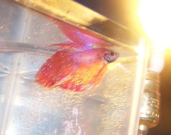 freshwater fish stocking in 5 gallons tank - my male breeder show betta