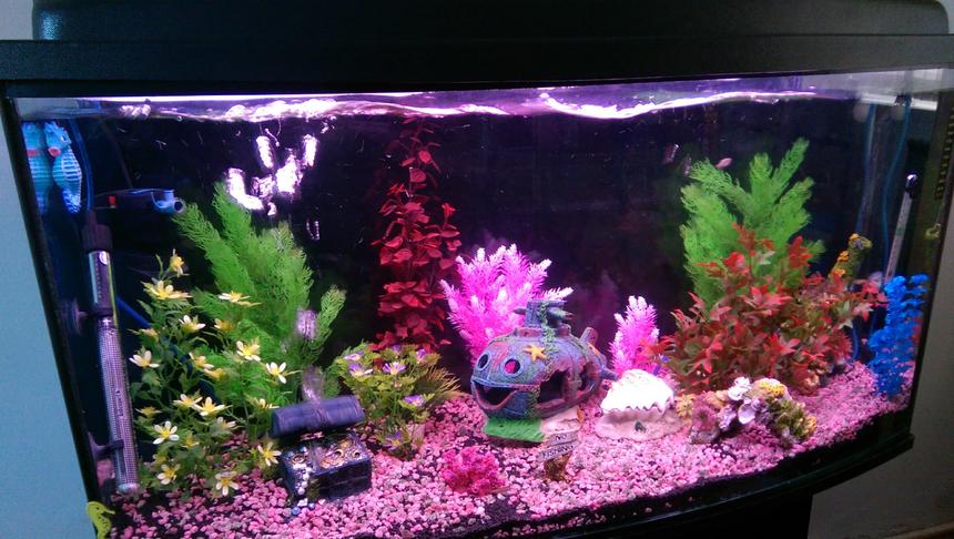 Rated #67: 40 Gallons Freshwater Fish Tank - My tank, has 6 Danios it's been running for 3 wks