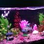 40 gallons freshwater fish tank (mostly fish and non-living decorations) - My tank, has 6 Danios it's been running for 3 wks