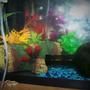 fish tank picture - new short plants, log cave, heater and filter betta breeding