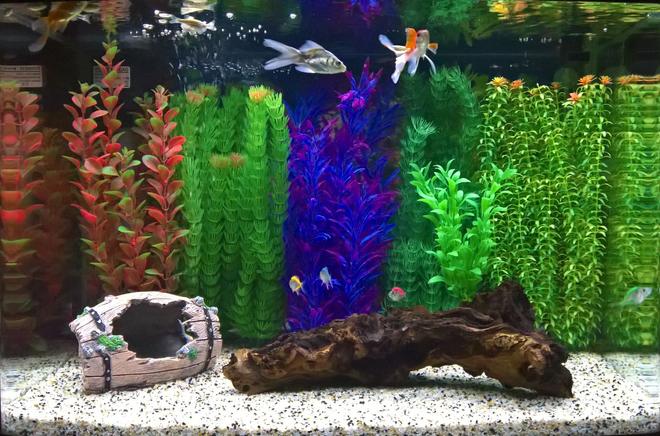 12 gallons freshwater fish tank (mostly fish and non-living decorations) - Panoramic tank
Size:62cm * 35cm * 45cm
Volume: 28 gallons
Fish types: Glass fish, zebra dianos, golden fish
Decoration: Artificial plants and barrel. Natural bogwood and gravel