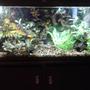 55 gallons freshwater fish tank (mostly fish and non-living decorations) - 55 gallon