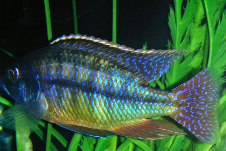 Rated #9: Freshwater Fish Stocking In 90 Gallons Tank - Red empress