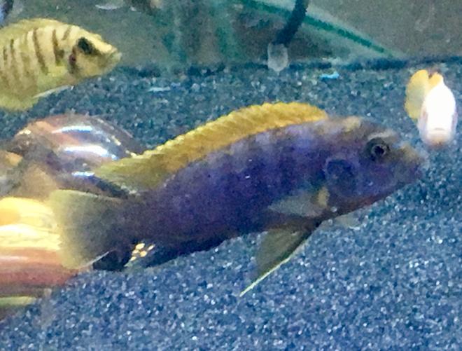 freshwater fish stocking in 125 gallons tank