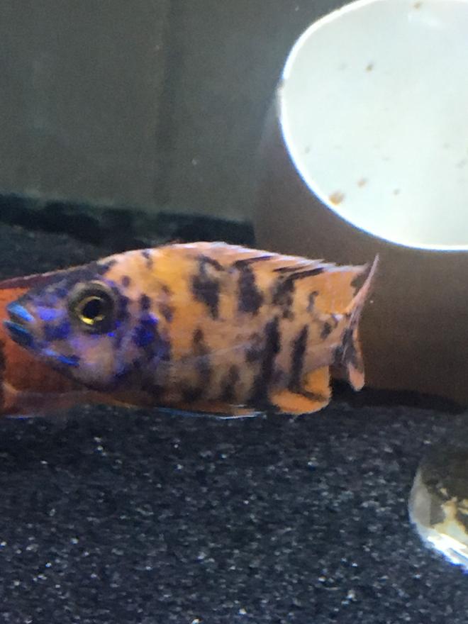 freshwater fish stocking in 125 gallons tank