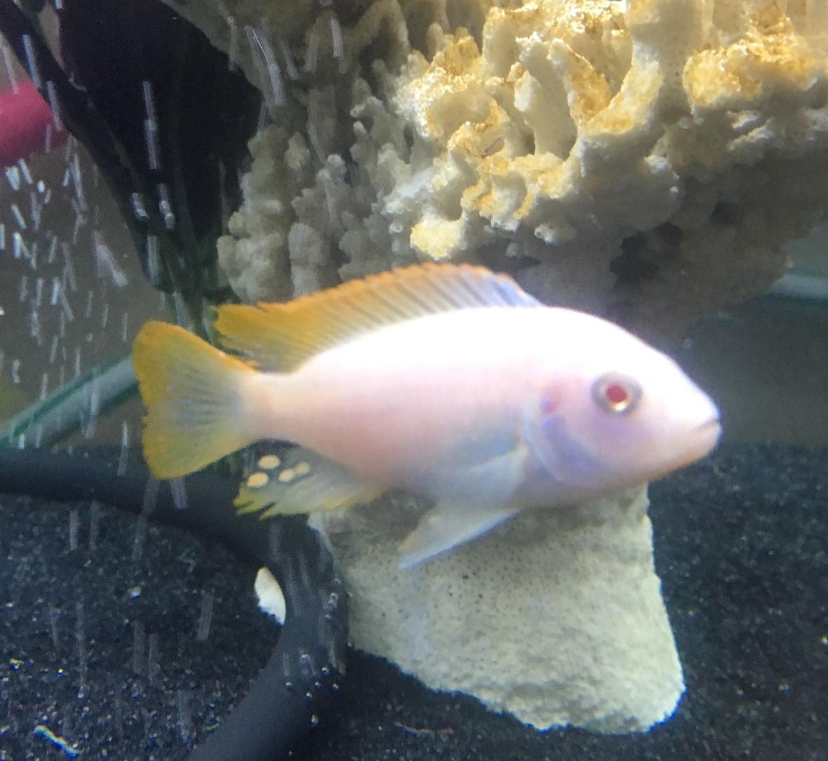 freshwater fish stocking in 125 gallons tank