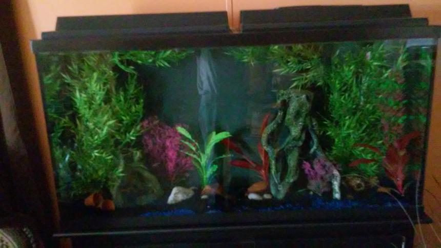 Rated #14: 60 Gallons Reef Tank