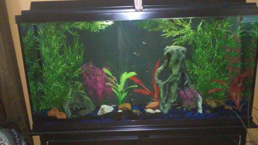 Rated #81: 60 Gallons Freshwater Fish Tank