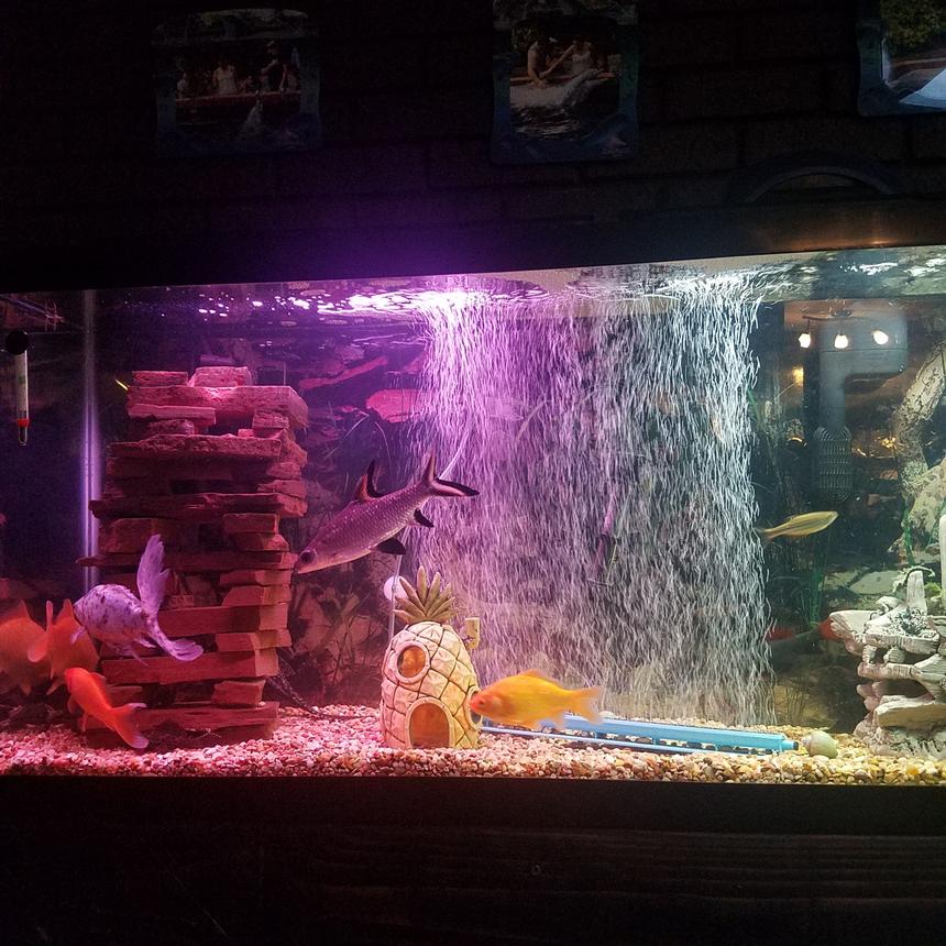 Rated #75: 55 Gallons Freshwater Fish Tank - This is mine against all of the advice about not having certain species together my tank has thrived