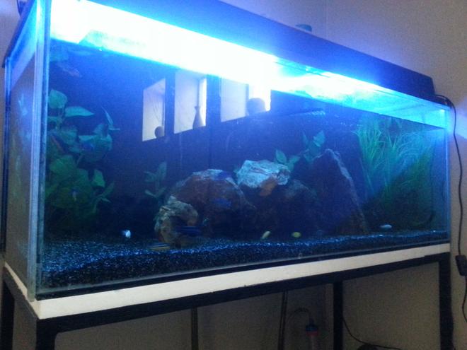 freshwater fish tank (mostly fish and non-living decorations) - A