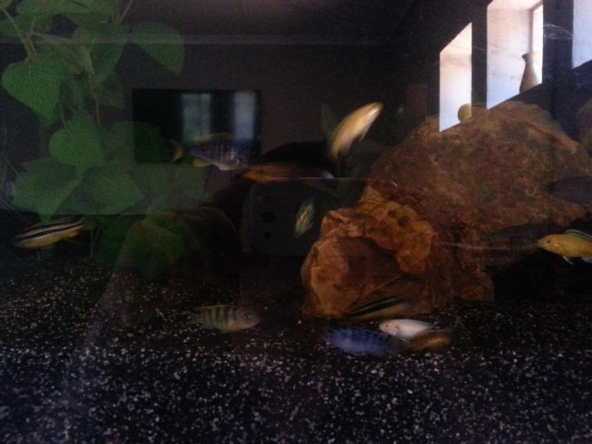 Rated #35: Freshwater Fish - Mix