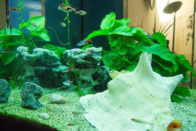 30 gallons freshwater fish tank (mostly fish and non-living decorations) - 10 Red Crystal
6 Neon Tetra (Paracheirodon Innesi)
6 Arlequin (Rasbora Heteromorpha)
6 Nez Rouge (Hemigrammus Bleheri)
6 Neon cardinal (Tanichthys Albonubes)
6 Octocinclus Affinis
6 Ancistrus Temminckii