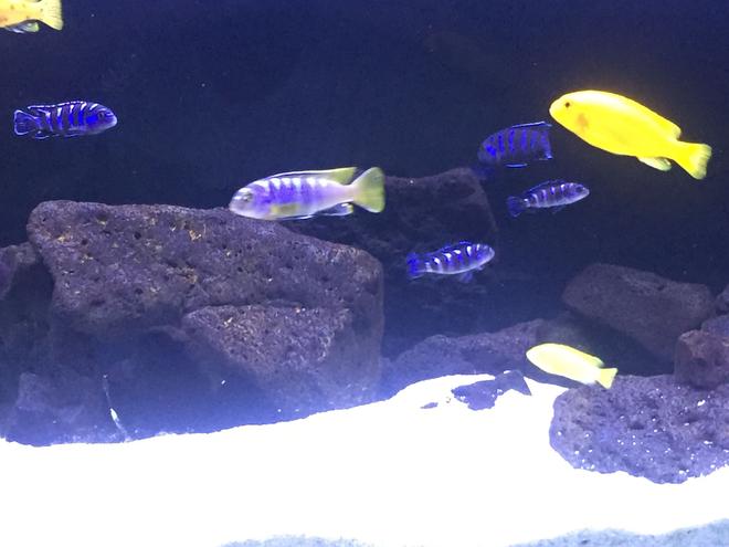 freshwater fish stocking in 80 gallons tank - Mbuna