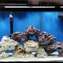50 gallons saltwater fish tank (mostly fish, little/no live coral) - Fowlr tank