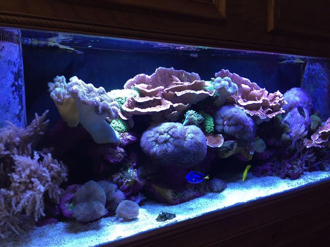 150 gallons reef tank (mostly live coral and fish) - 150 gallon reef tank.