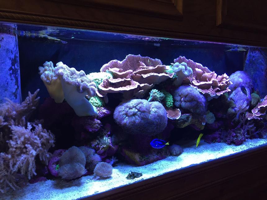 Rated #2: 150 Gallons Reef Tank - 150 gallon reef tank.