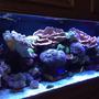 150 gallons reef tank (mostly live coral and fish) - 150 gallon reef tank.