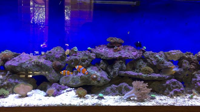 125 gallons reef tank (mostly live coral and fish) - 125 Gallon Reef Tank