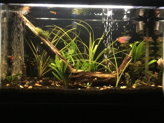 29 gallons planted tank (mostly live plants and fish) - My 29 gal planted tank