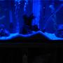 fish tank picture - Blue light
