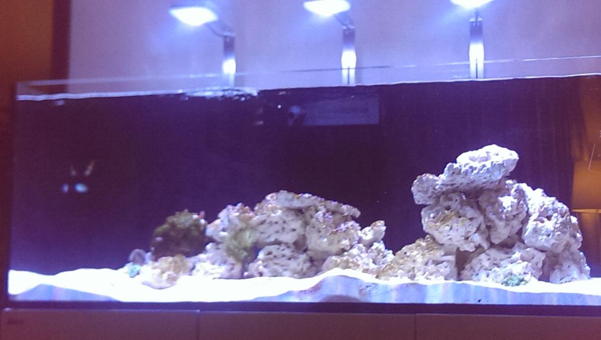 143 gallons reef tank (mostly live coral and fish) - Red Sea Reefer 525XL - cycling stage July 2016