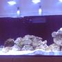 143 gallons reef tank (mostly live coral and fish) - Red Sea Reefer 525XL - cycling stage July 2016