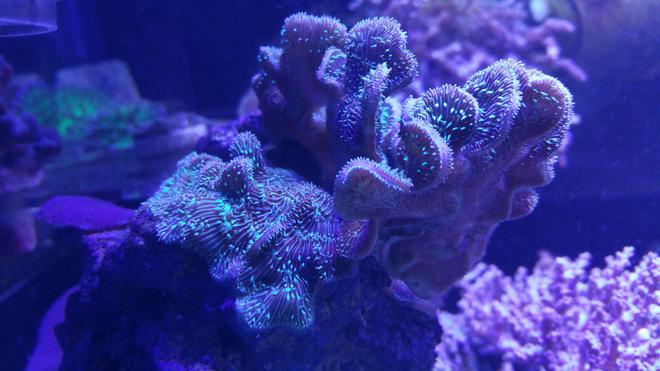 corals inverts stocking in 125 gallons tank - Pavona Coral
Located in the Frag System