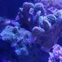 corals inverts stocking in 125 gallons tank - Pavona Coral Located in the Frag System