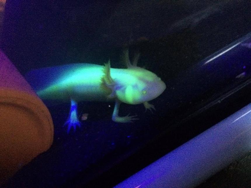 Rated #30: Freshwater Fish Stocking In 220 Gallons Tank - little guy is growing fast , glow in the dark white albino axolotl