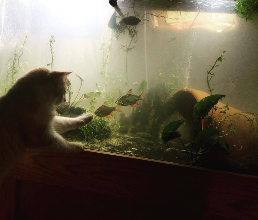 Rated #49: 220 Gallons Planted Tank - cat want a taste of the south asian fishiies