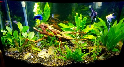 46 gallons planted tank (mostly live plants and fish) - 46 bowfront planted tank