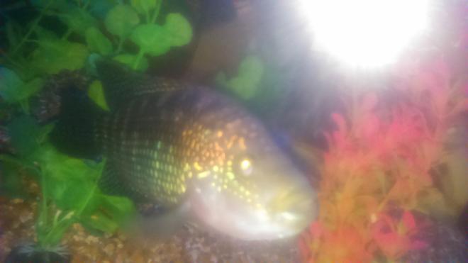 freshwater fish stocking in 90 gallons tank - Jack dempsey