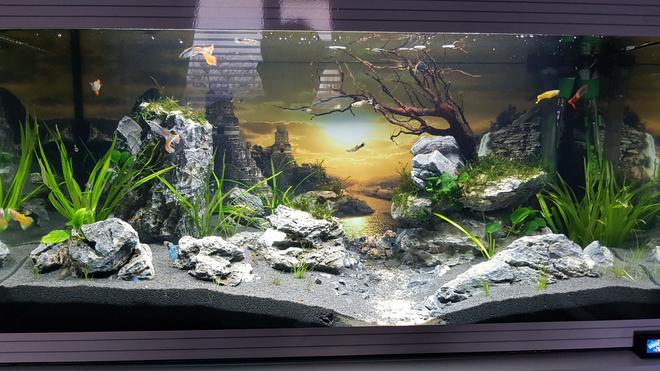 20 gallons planted tank (mostly live plants and fish) - Planted guppy tank