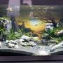 20 gallons planted tank (mostly live plants and fish) - Planted guppy tank